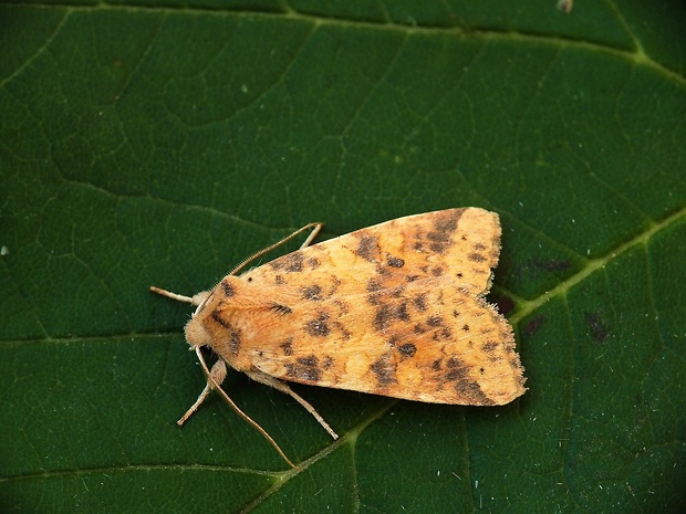 mora brestová Xanthia gilvago