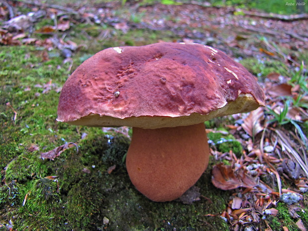 hríb sosnový Boletus pinophilus Pil. et Dermek in Pil.