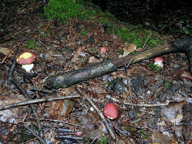 hríb kráľovský Butyriboletus regius (Krombh.) D. Arora & J.L. Frank