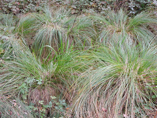 ostrica Carex sp.