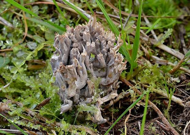 pastrapačka Clavulinopsis sp.