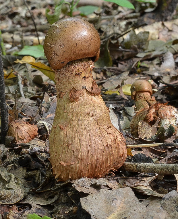 pavučinovec Cortinarius sp.