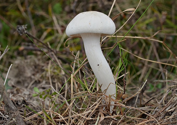 lúčnica snehobiela Cuphophyllus virgineus (Wulfen) Kovalenko