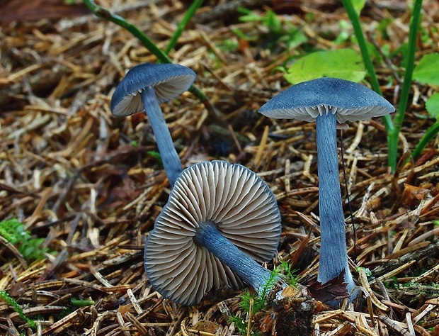 hodvábnica lesklá Entocybe nitida (Quél.) T.J. Baroni, Largent & V. Hofst.