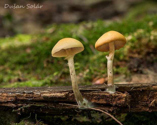 kapucňovka okrovohnedastá Galerina marginata (Batsch) Kühner