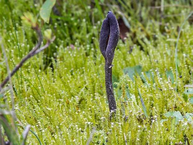 jazýček Geoglossum sp.