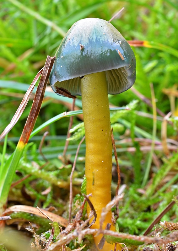 lúčnica žltozelená Gliophorus psittacinus (Schaeff.) Herink