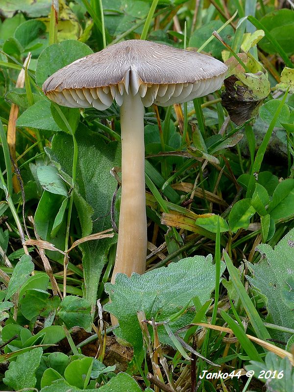 lúčnica liadková Hygrocybe cf. nitrata (Pers.) Wünsche