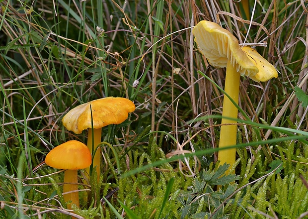 lúčnica citrónovožltá Hygrocybe chlorophana (Fr.) Wünsche