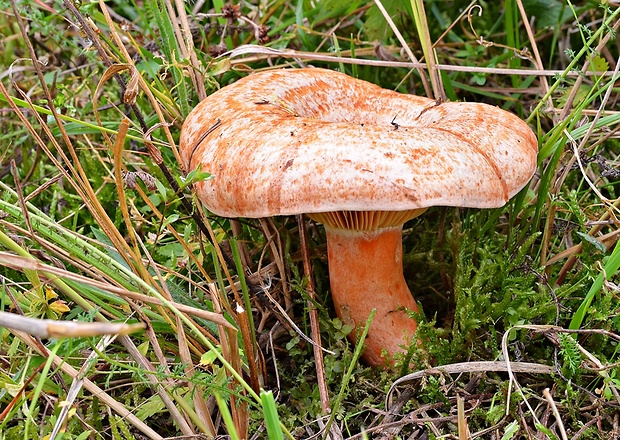 rýdzik pravý Lactarius deliciosus (L.) Gray