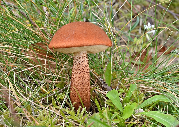 kozák dubový Leccinum aurantiacum (Bull.) Gray