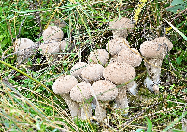 prášnica bradavičnatá Lycoperdon perlatum Pers.