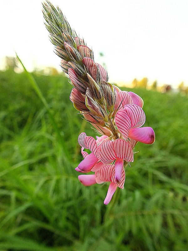 vičenec vikolistý Onobrychis viciifolia Scop.