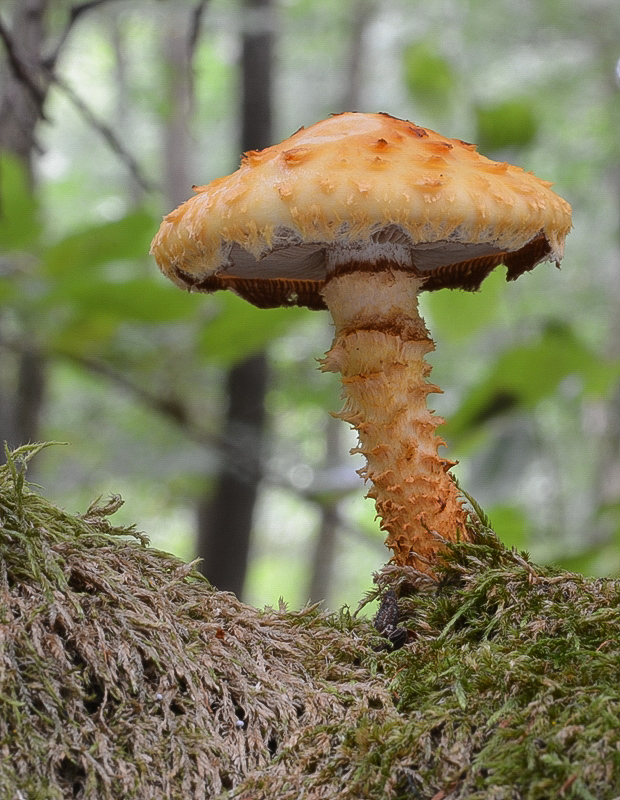 šupinovka zlatozávojová Pholiota aurivella (Batsch) P. Kumm.