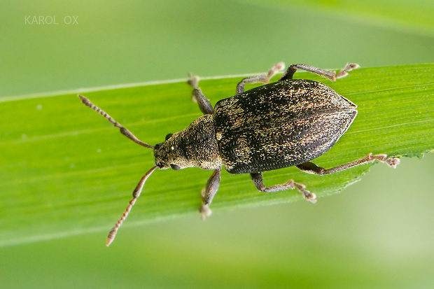 nosáčik Phyllobius sp.