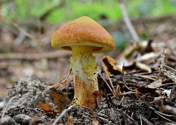 masliak smrekovcový Suillus grevillei (Klotzsch) Singer