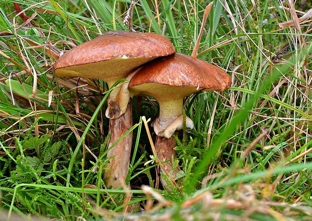 masliak obyčajný Suillus luteus (L.) Roussel