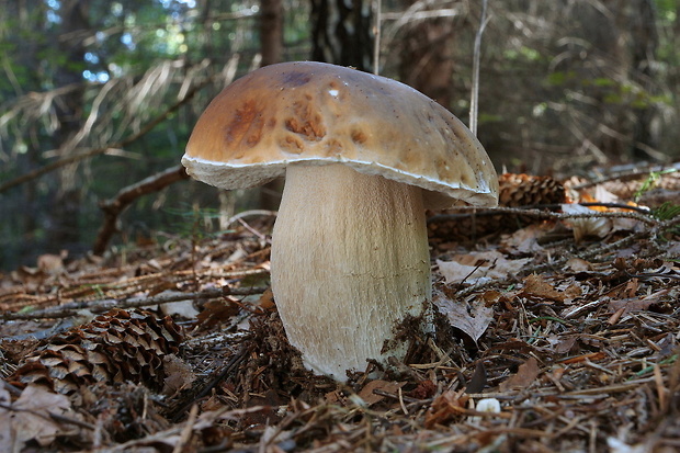 hríb smrekový Boletus edulis Bull.