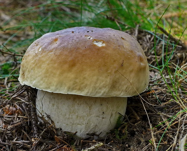 hríb smrekový Boletus edulis Bull.