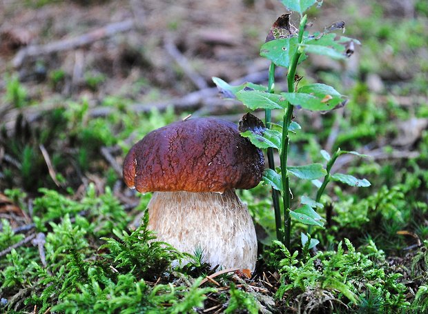 hríb smrekový Boletus edulis Bull.