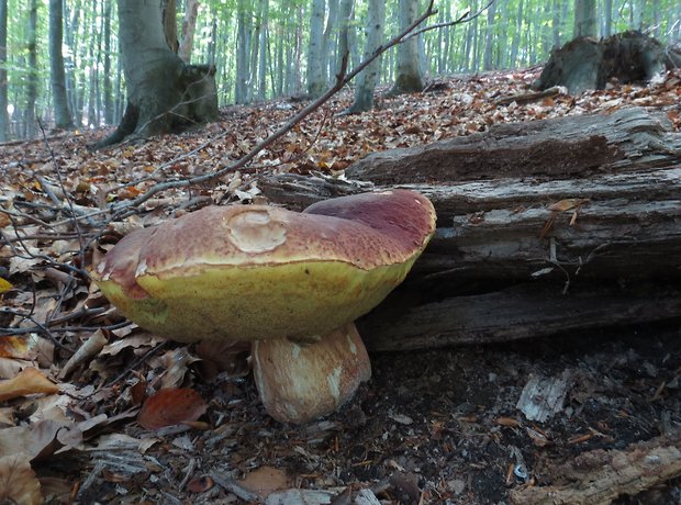 hríb sosnový Boletus pinophilus Pil. et Dermek in Pil.