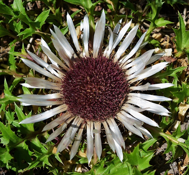 krasovlas bezbyľový pravý Carlina acaulis subsp. acaulis L.