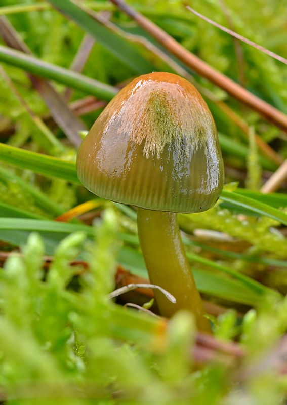 lúčnica žltozelená Gliophorus psittacinus (Schaeff.) Herink