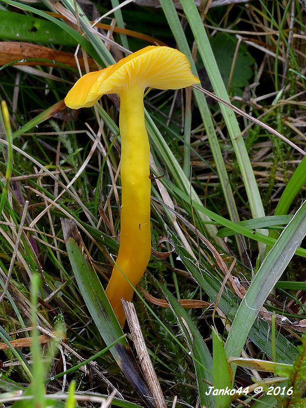 lúčnica vosková Hygrocybe ceracea (Wulfen) P. Kumm.