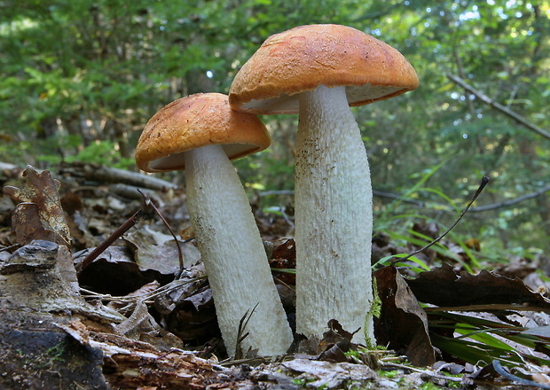 kozák osikový Leccinum albostipitatum den Bakker & Noordel.