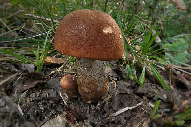 kozák dubový Leccinum aurantiacum (Bull.) Gray