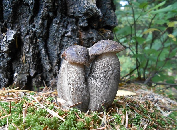 kozák čierny Leccinum melaneum (Smotl.) Pilát & Dermek