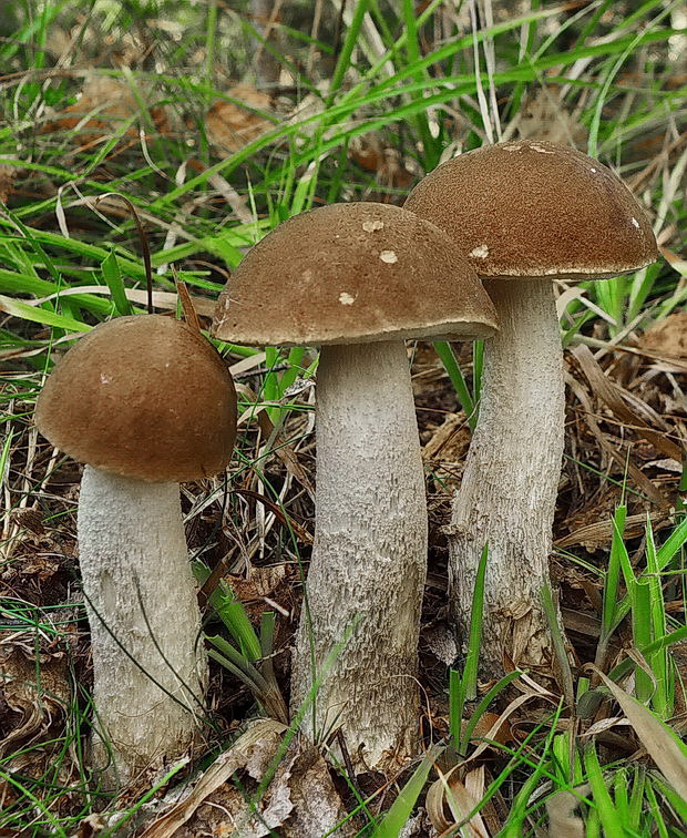 kozák Leccinum sp.