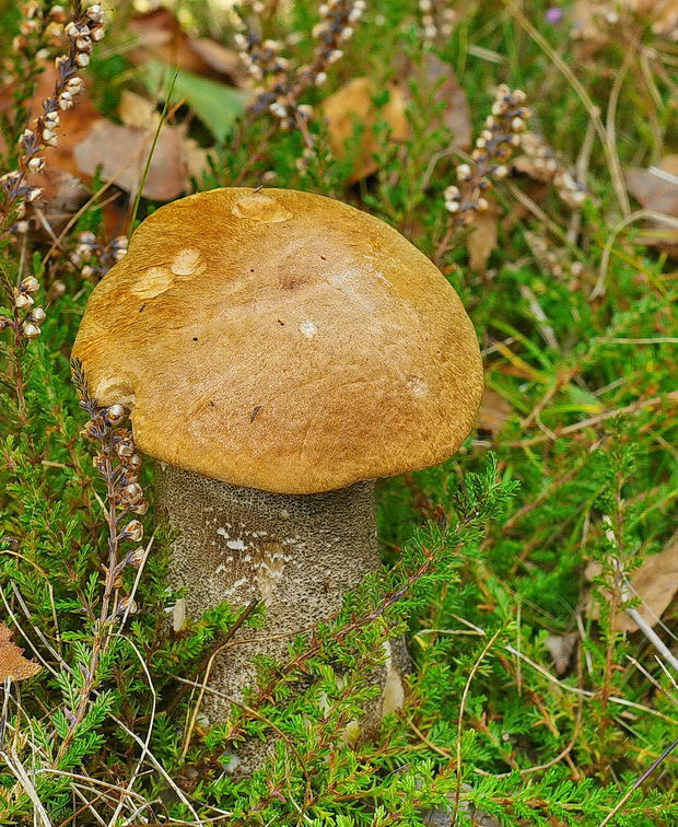 kozák žltooranžový Leccinum versipelle (Fr. & Hök) Snell