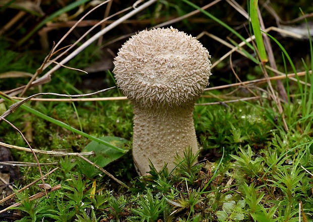 rozpadavec stopkatý Lycoperdon excipuliforme (Scop.) Pers.