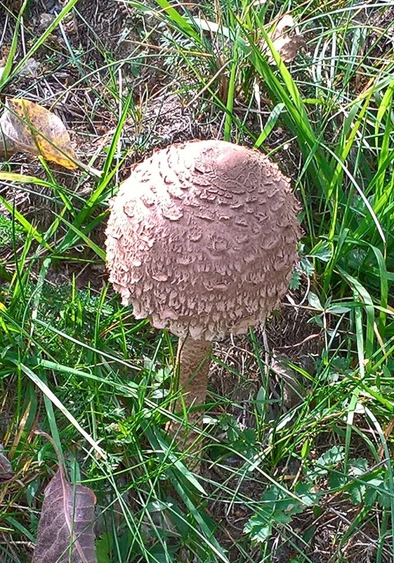 bedľa vysoká Macrolepiota procera (Scop.) Singer