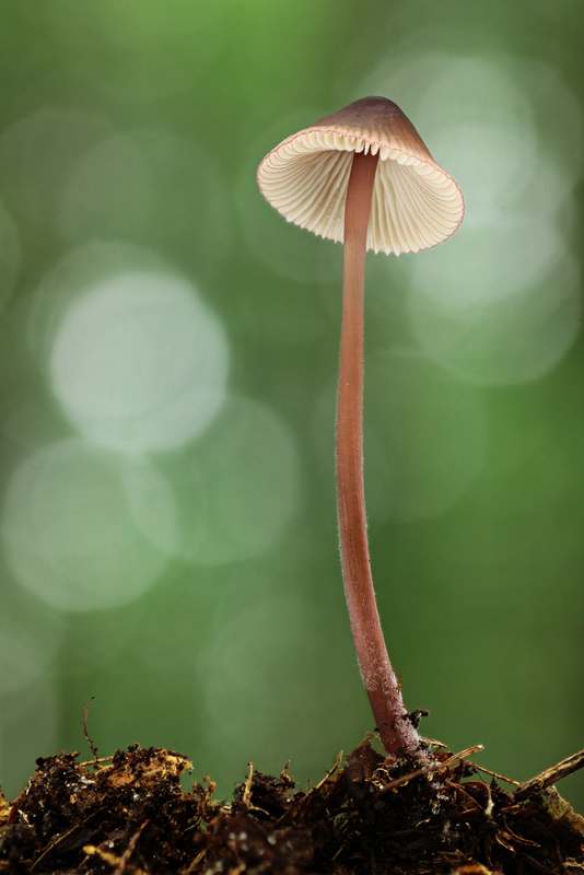 prilbička červenoobrúbená Mycena rubromarginata (Fr.) P. Kumm.