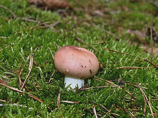 plávka mandľová Russula vesca Fr.