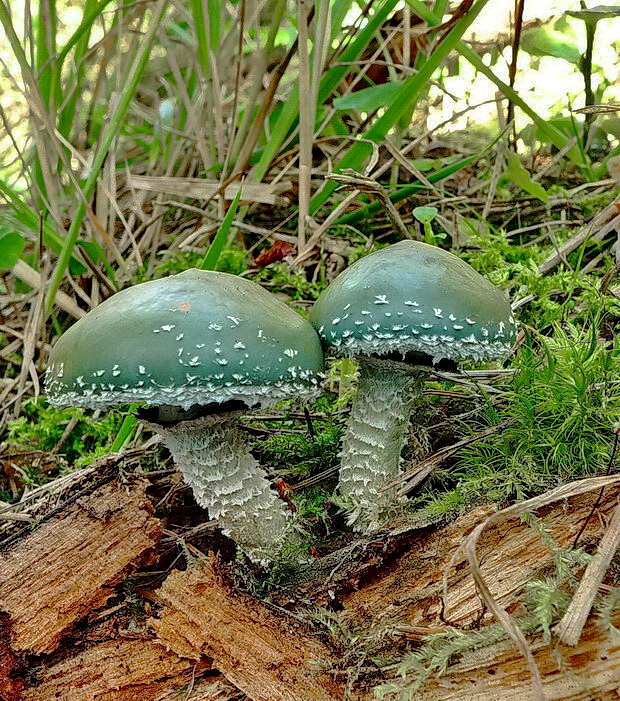 golierovka Stropharia sp.