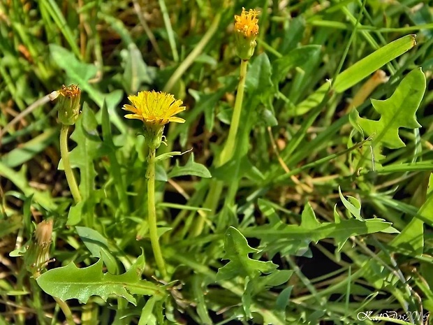 púpava besarábska Taraxacum bessarabicum (Hornem.) Hand.-Mazz.