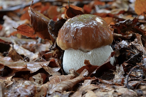 hríb smrekový Boletus edulis Bull.