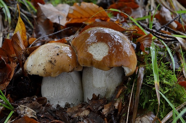 hríb smrekový Boletus edulis Bull.