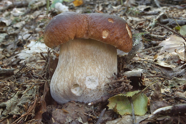 hríb smrekový Boletus edulis Bull.