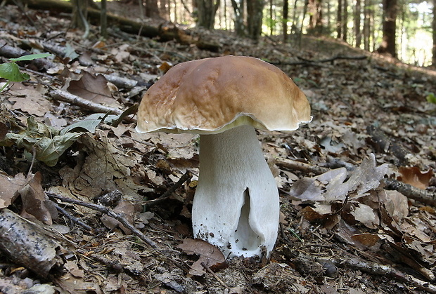 hríb smrekový Boletus edulis Bull.