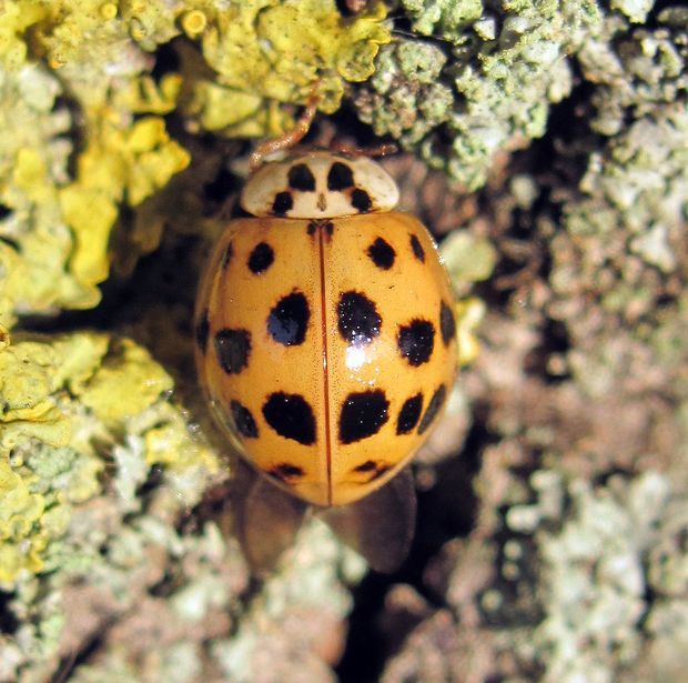 lienka východná Harmonia axyridis Pallas, 1773