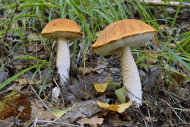 kozák osikový Leccinum albostipitatum den Bakker & Noordel.