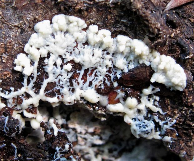 slizovka Myxomycetes