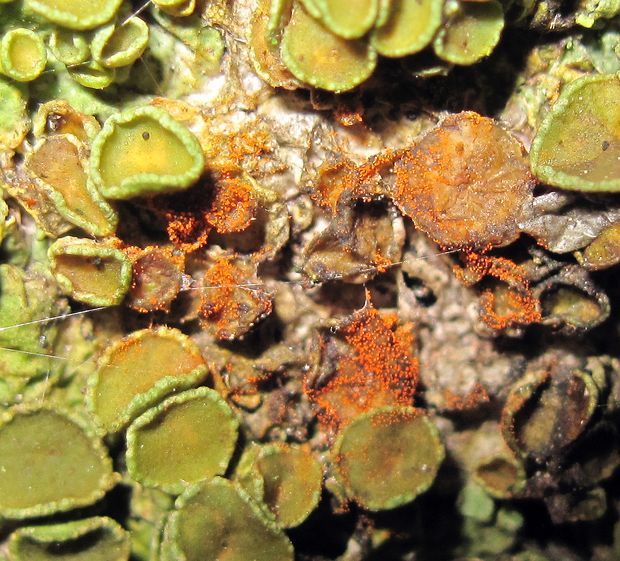 diskovník múrový Xanthoria parietina var. parietina