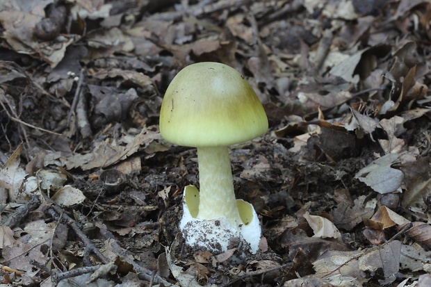 muchotrávka zelená Amanita phalloides (Vaill. ex Fr.) Link