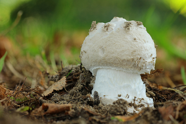 muchotrávka šiškovitá Amanita strobiliformis Gonn. & Rabenh.