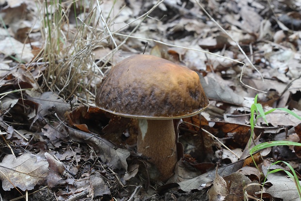 hríb bronzový Boletus aereus Bull. ex Fr.